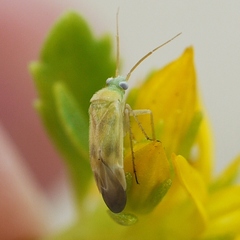 Phylinae