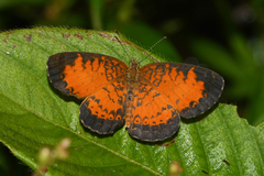 Mazia amazonica
