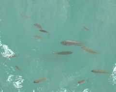 Cyprinodon macularius