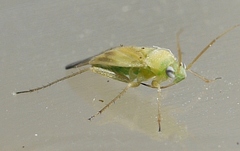 Phylinae