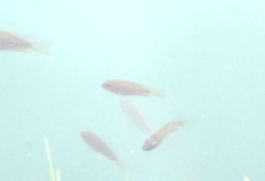 Cyprinodon macularius