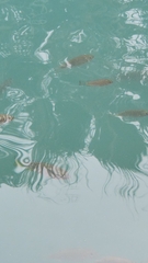 Cyprinodon macularius