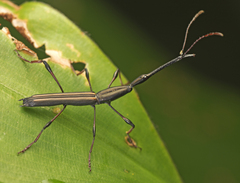 Ithystenus hollandiae