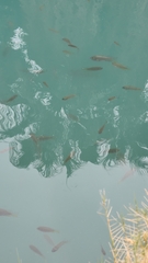 Cyprinodon macularius