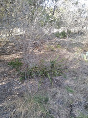 Yucca rupicola