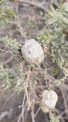 Asphondylia floccosa