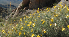 Psilostrophe cooperi