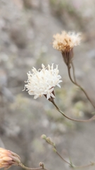 Chaenactis carphoclinia