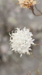 Chaenactis carphoclinia