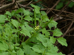 Cardamine trichocarpa