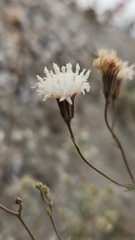 Chaenactis carphoclinia