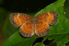 Mazia amazonica