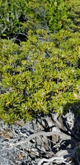 Strumpfia maritima