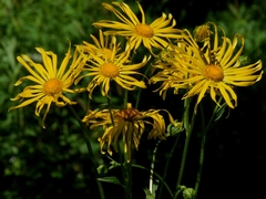 Doronicum austriacum