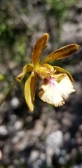 Encyclia altissima