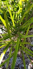 Encyclia altissima