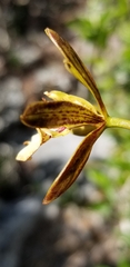 Encyclia altissima
