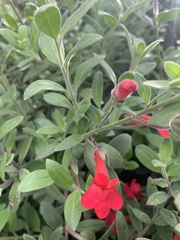 Gambelia