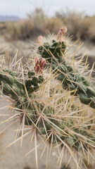 Cylindropuntia echinocarpa