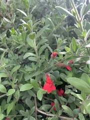 Gambelia
