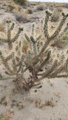 Cylindropuntia echinocarpa