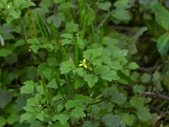 Cardamine trichocarpa