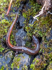 Plethodon websteri