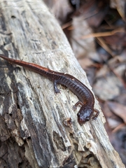 Plethodon websteri