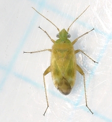 Phylinae