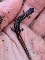 Plethodon websteri