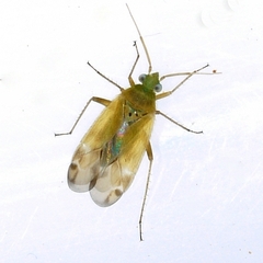 Phylinae
