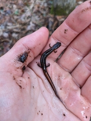 Plethodon websteri