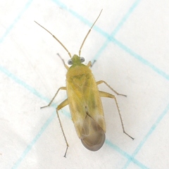 Phylinae