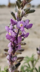 Lupinus arizonicus