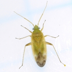 Phylinae