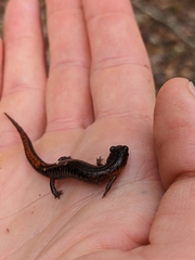 Plethodon websteri