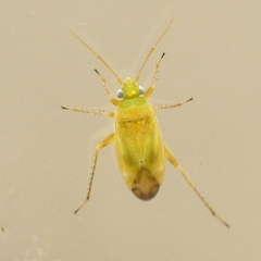 Phylinae