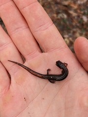 Plethodon websteri