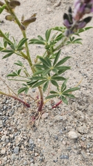 Lupinus arizonicus