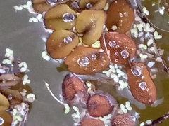 Salvinia minima