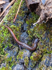Plethodon websteri