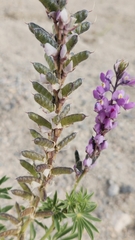 Lupinus arizonicus