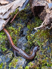 Plethodon websteri