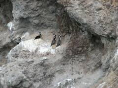 Phalacrocorax punctatus