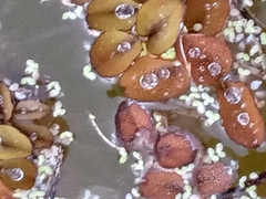 Salvinia minima