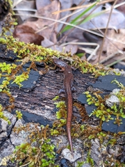 Plethodon websteri