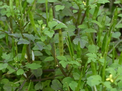 Cardamine trichocarpa