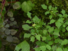 Cardamine trichocarpa