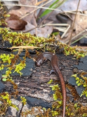 Plethodon websteri