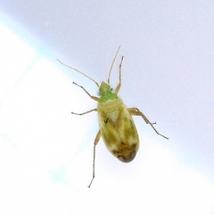 Phylinae
